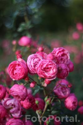 Ostatnie róże na Cytadeli