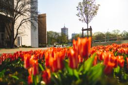 Uniwersytet Ekonomiczny i tulipany