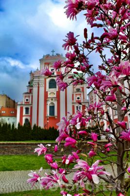 Magnolie w Parku Fryderyka Chopina