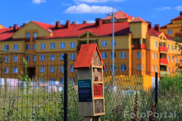 Hotel dla owadów na Winogradach