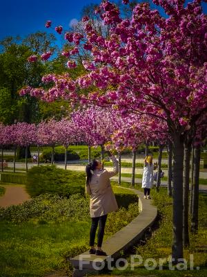 Wiosenne kolory - Rosarium Park Cytadela