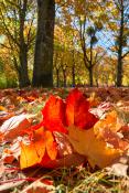 Park Wł Czarneckiego w jesiennych kolorach