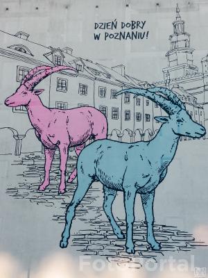 Poznańskie koziołki 2025