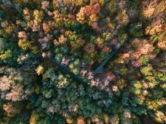 Jesienna ścieżka w koronach drzew 😍