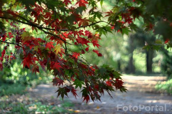 Czerwony klon w Ogrodzie Dendrologicznym UP