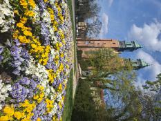 Wzgórze bratków