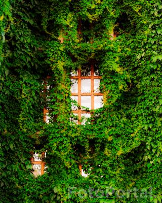 Zarośnięty rektorat