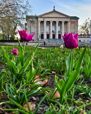 Tulipany
