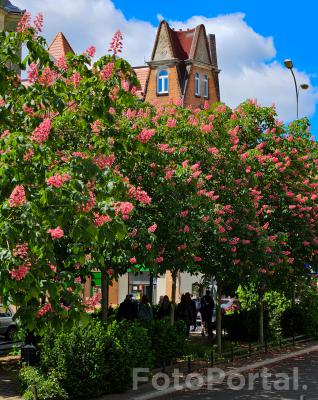 Kasztanowiec czerwony