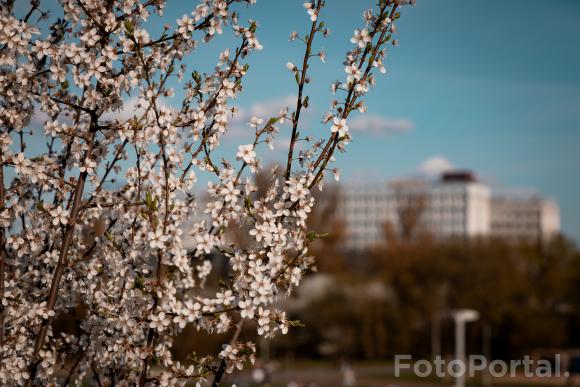 Politechnika