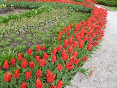 Alejka tulipanów