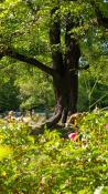 Park Wilsona