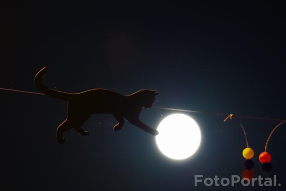 Opowieść śródecka z kotem i Księżycem w tle