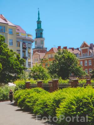Miejska dżungla