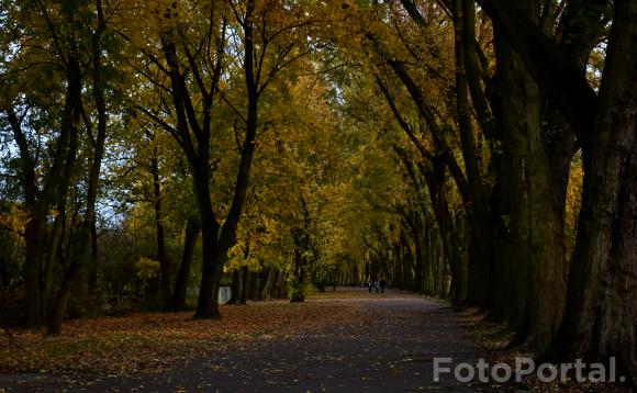 Złota poznańska jesień