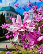 Magnolia u Chopina