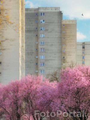 Pinkiest Shade of Gray