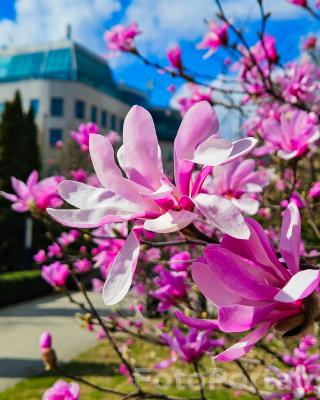 Magnolia u Chopina