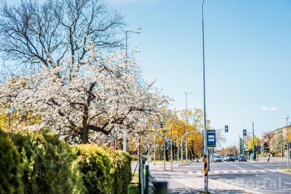 Biało na Grunwaldzkiej