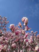 Magnolia na czystym błękicie nieba