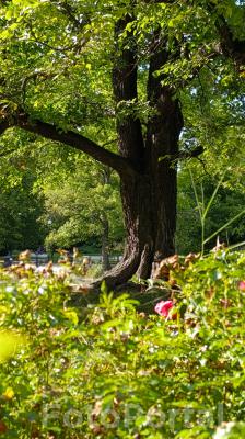 Park Wilsona