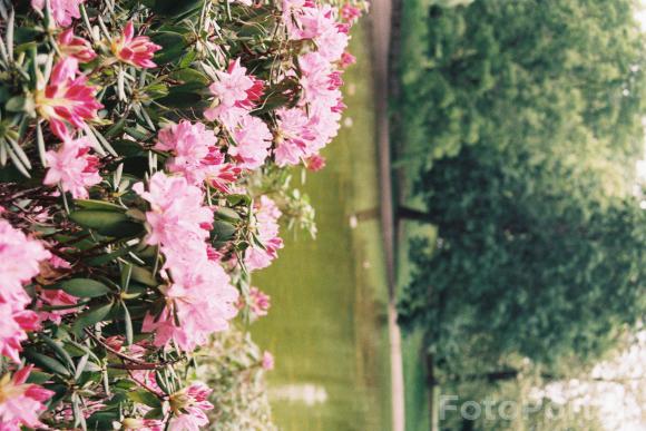 Park im. Karola Marcinkowskiego