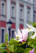 Majowe łzy magnolii
