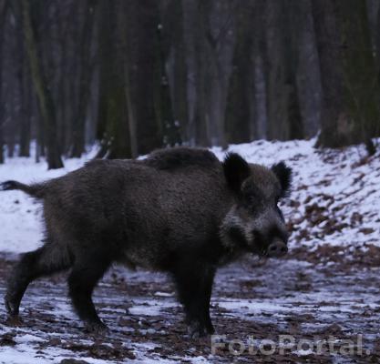 Dzik jest królem Dębiny!