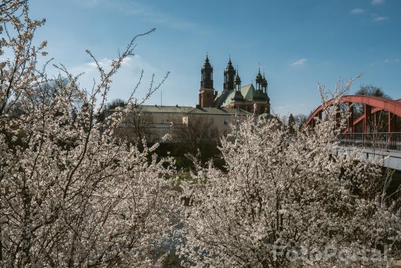 Wiosenny Ostrów Tumski