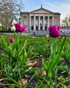 Tulipany