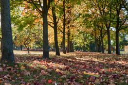 Jesień na Winogradach (Park Wł. Czarneckiego)