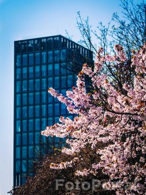 Bałtyk Tower i piękne kwitnące drzewo