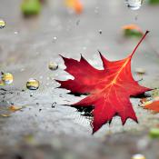 Jesienny liść na ulicach poznania