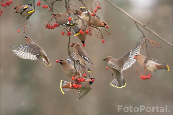 Jemiołuszki na lunchu