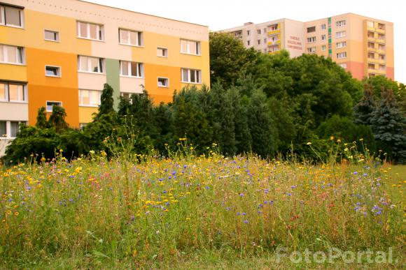 Łąka kwietna na osiedlu Chrobrego