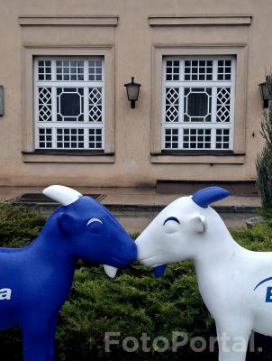 Przybyły koziołki pod okienko