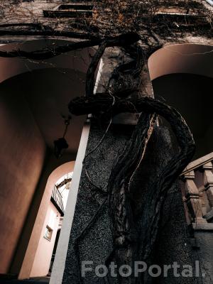 Jedność starych dusz