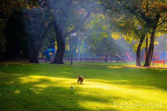 Park Sołecki - zabawy z "piesełem"