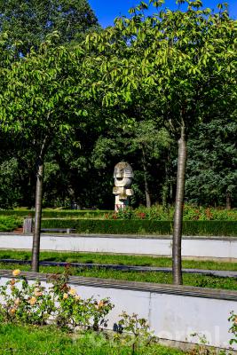 Róża w Rosarium Cytadela