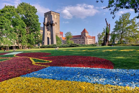 Tulipanowy dywan "Podaj rękę Ukrainie"