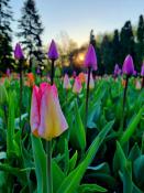 Tulipany na Cytadeli