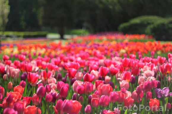 Tulipany w rozkwicie