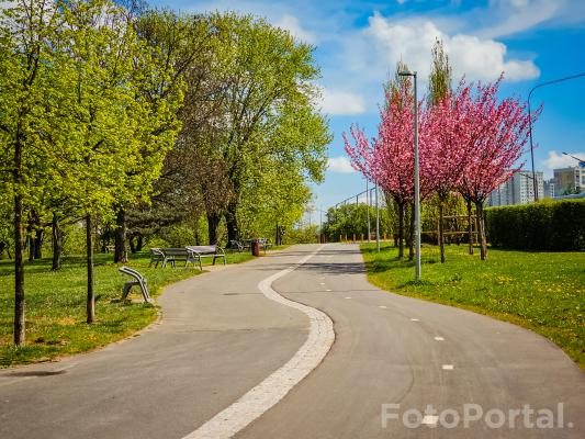 Spacer wśród kwitnących drzew