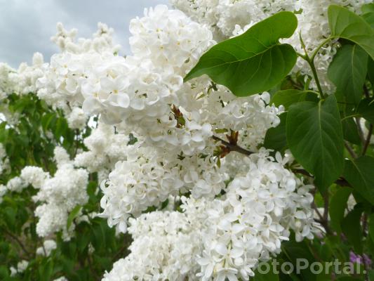 Biały bez w Ogrodzie Botanicznym