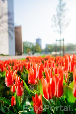 Piękne tulipany w centrum