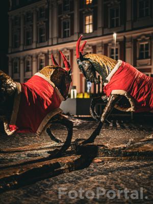 Koziołki na placu Kolegiackim