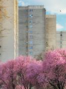 Pinkiest Shade of Gray