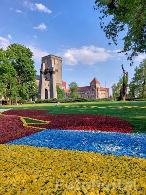 Tulipanowy dywan "Podaj rękę Ukrainie"