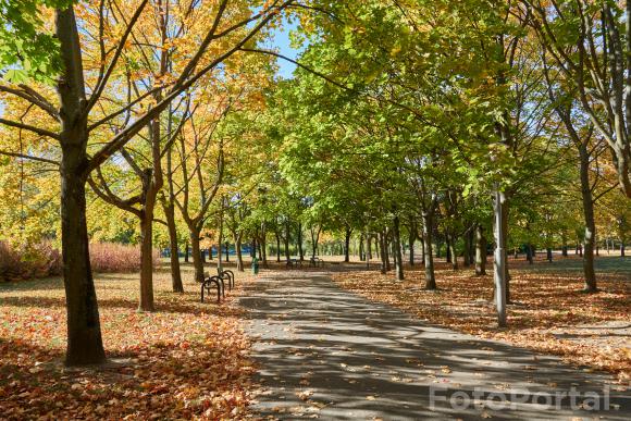 Jesień na Winogradach (Park Wł. Czarneckiego)