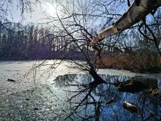 Staw w Lasku Marcelińskim